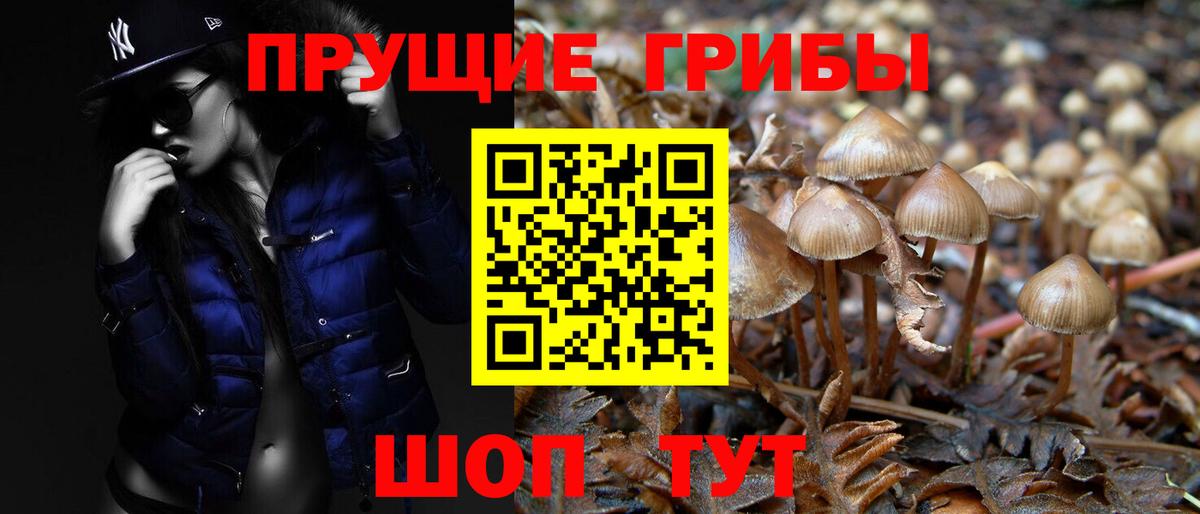 Галлюциногенные грибы Psilocybine cubensis Богданович